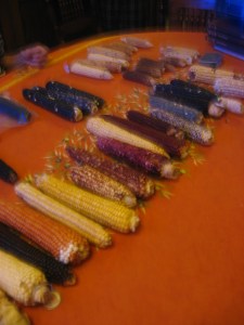 A variety of maize landraces brought by Dr. Karen Adams