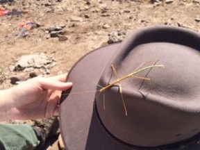 A cute walking stick on Gabriella Zaragosa’s hat
