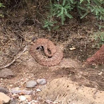 A little friend the team met while surveying