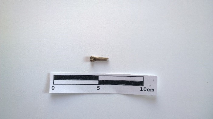 Small mammal humerus fragment from AZ:CC:4:63 (ASM)
